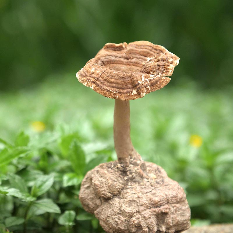 TigerPro Tiger Milk Mushroom - Box - 800px